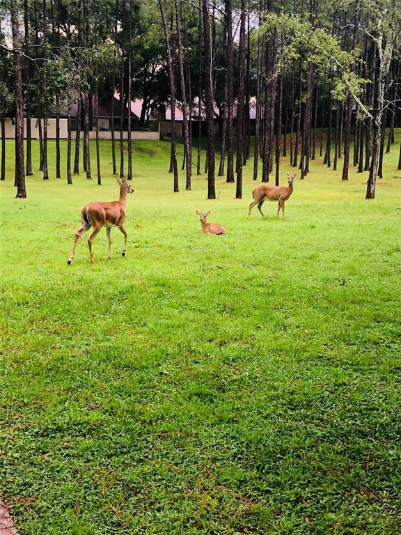 Building Photo - 233 Crown Oaks Way