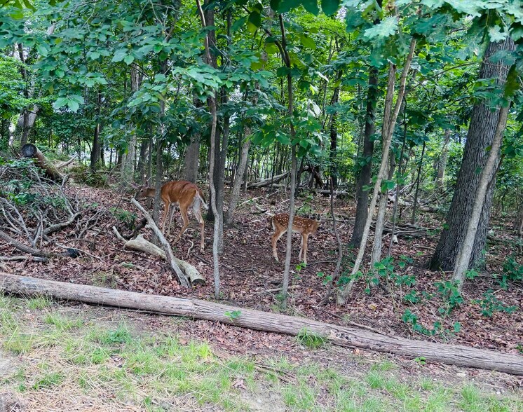 Morning Deer - 2807 Lee Oaks Ct