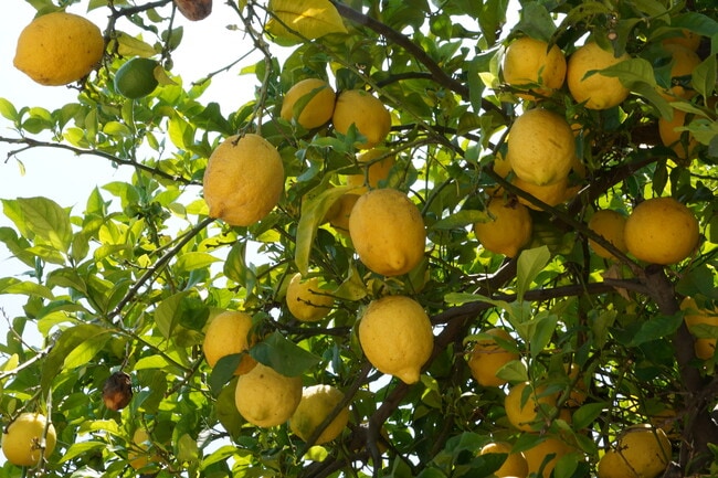 Building Photo - 3729 Boyce Ave