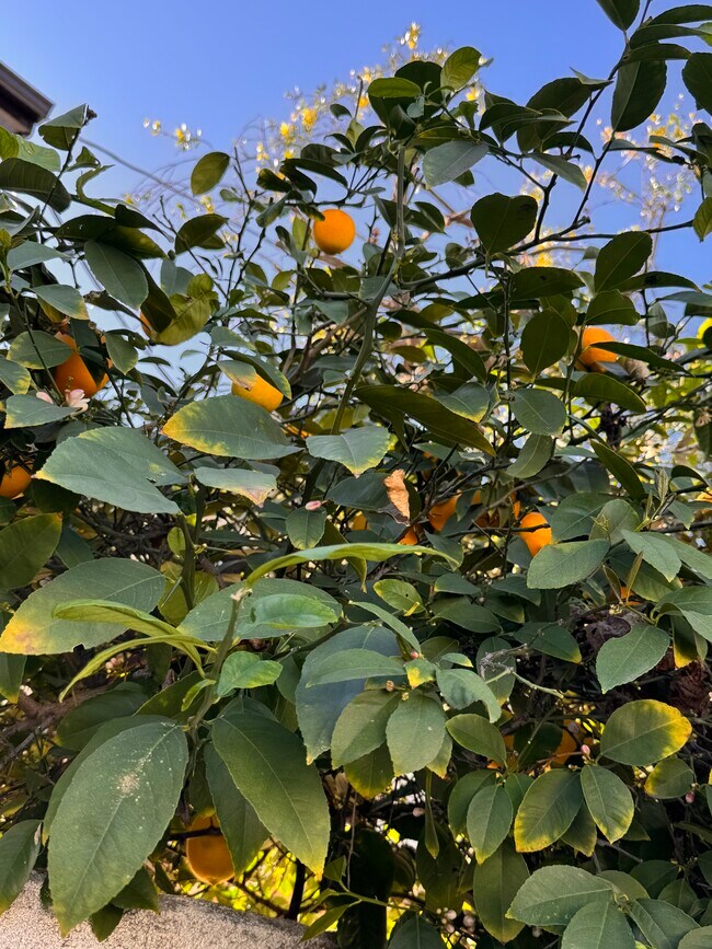 Building Photo - 5183 Topanga Canyon Blvd