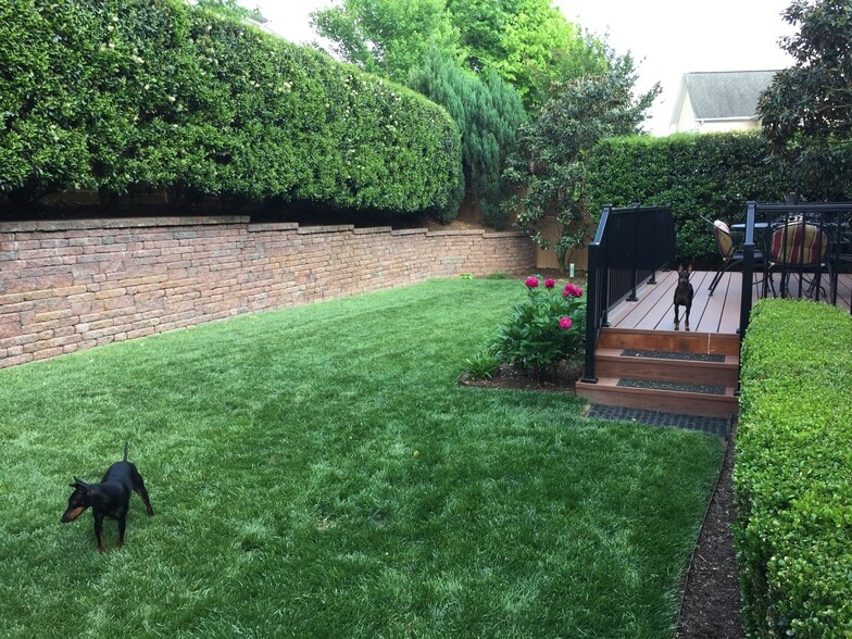 Backyard area - 10851 Bedfordtown Dr