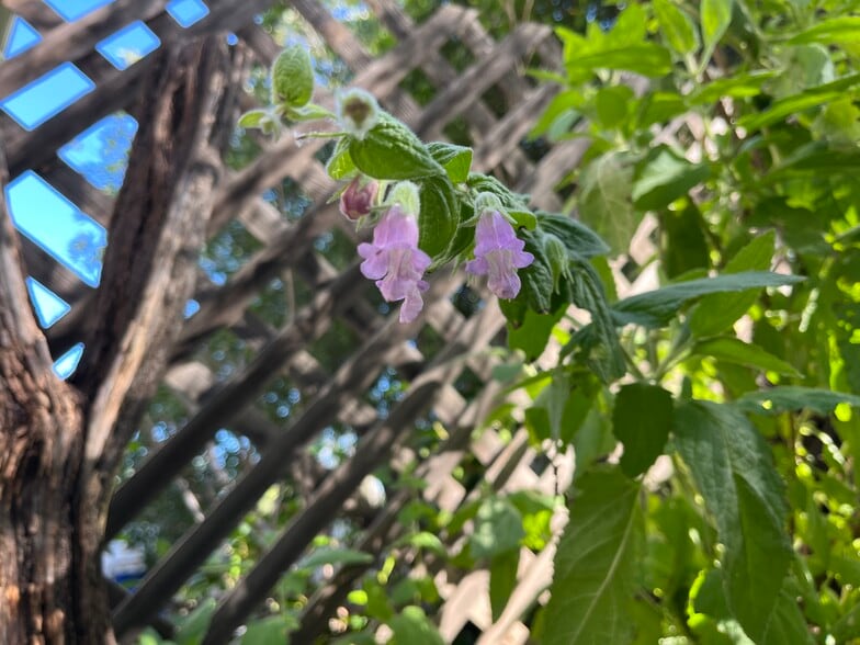 Calif Native Plant Landscaping - 23321 Ida Pl