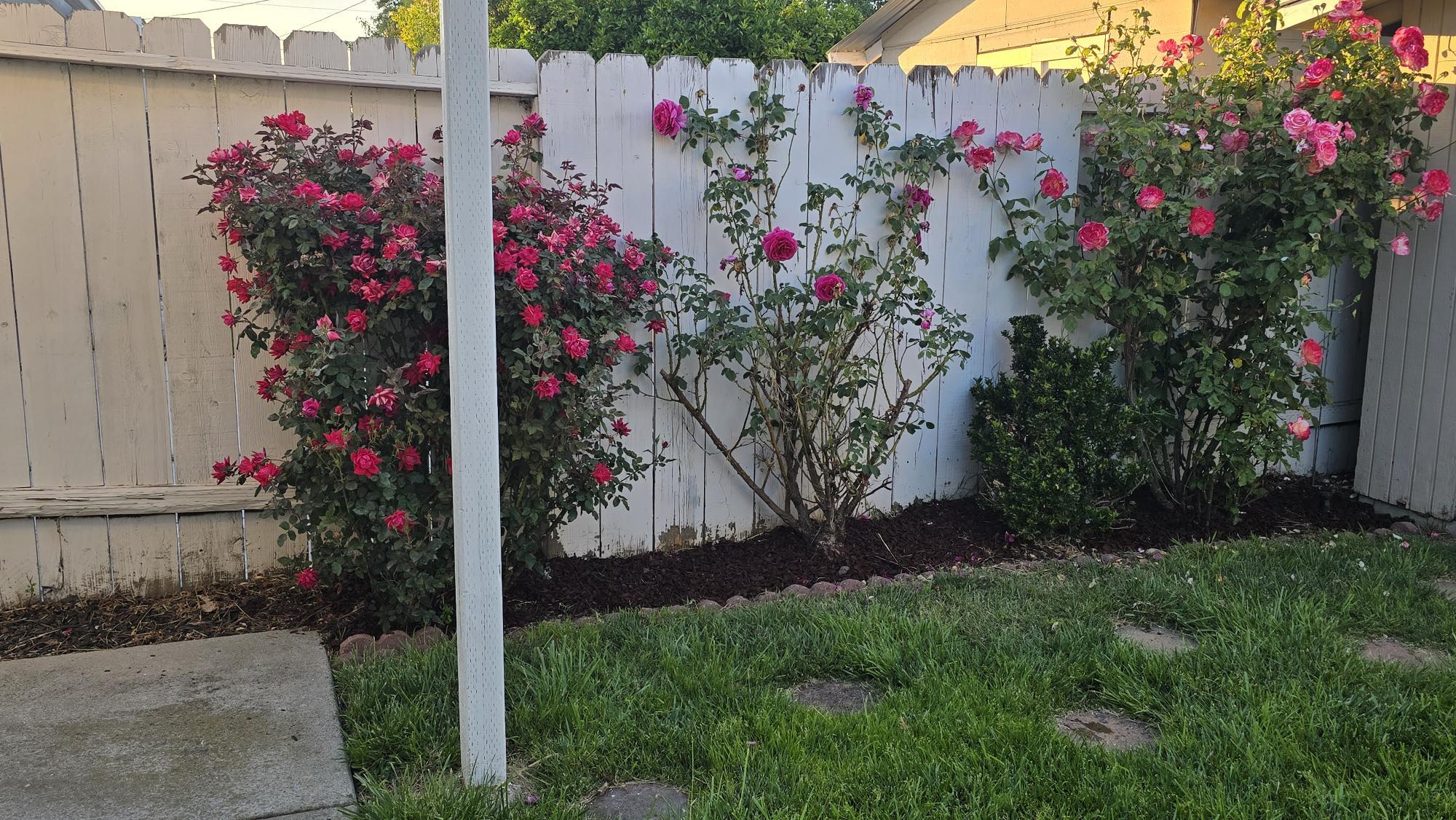 Backyard - 1203 Cobb St