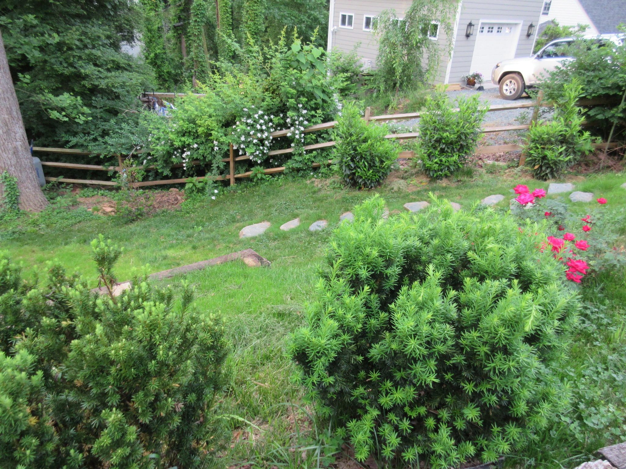 Yard - 104 Buckingham Rd