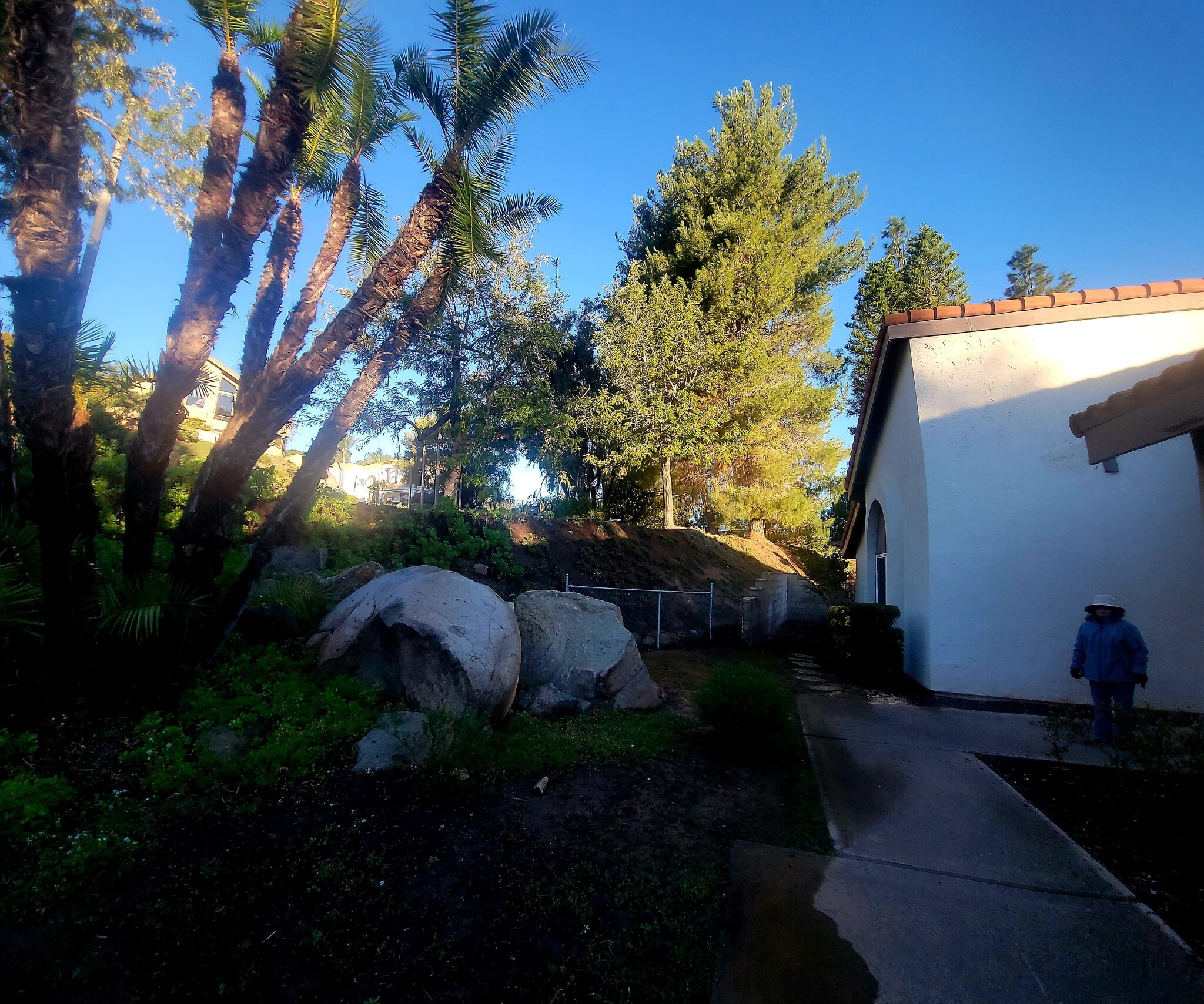 Large yard with mature trees including producing olive & lemon trees and tranquility - 16139 Ladera Piedra Way