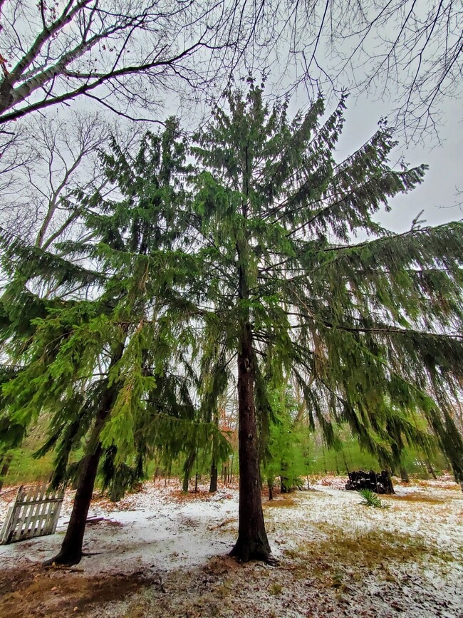 Trees around house - 624 E Lewis St