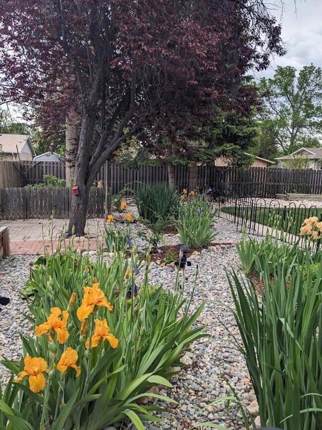 Building Photo - Beautiful open floorplan - 3 Bedroom/ 2 Bath - HUGE fenced backyard