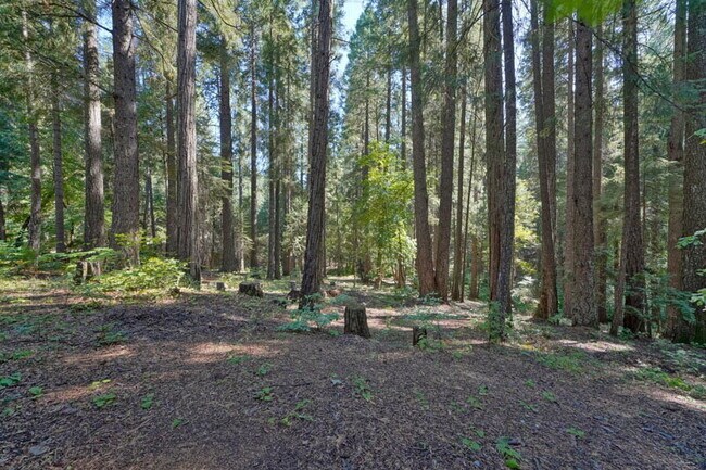 Building Photo - Darling 2-bedroom cabin in the woods!