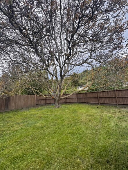 Large Walnut Tree in backyard - 2736 McDermott St