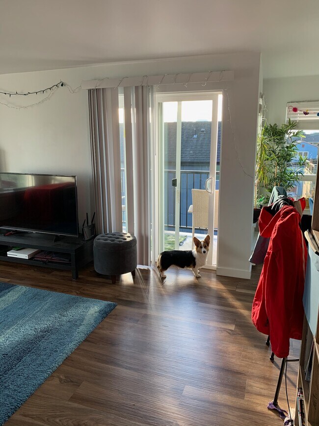 Our Corgi in the living room - 620 Galer St