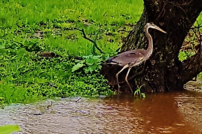 Building Photo - 1310 Hollow Rd