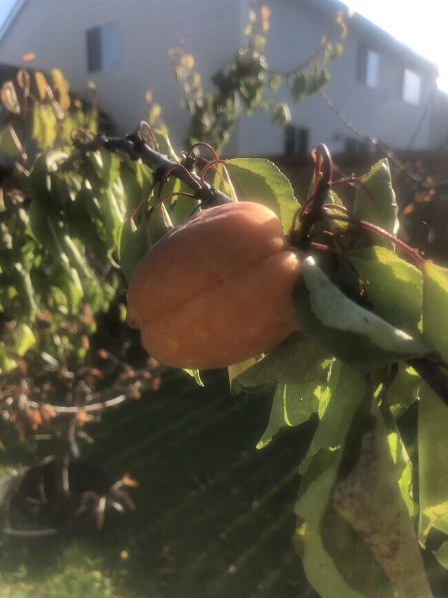 Building Photo - 10620 101st St Ct SW