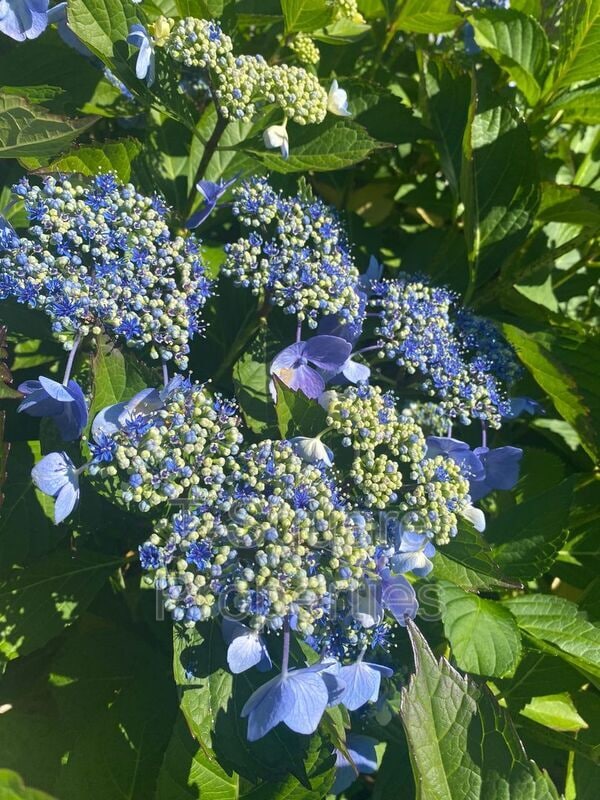 Building Photo - 23901 46th Ave W