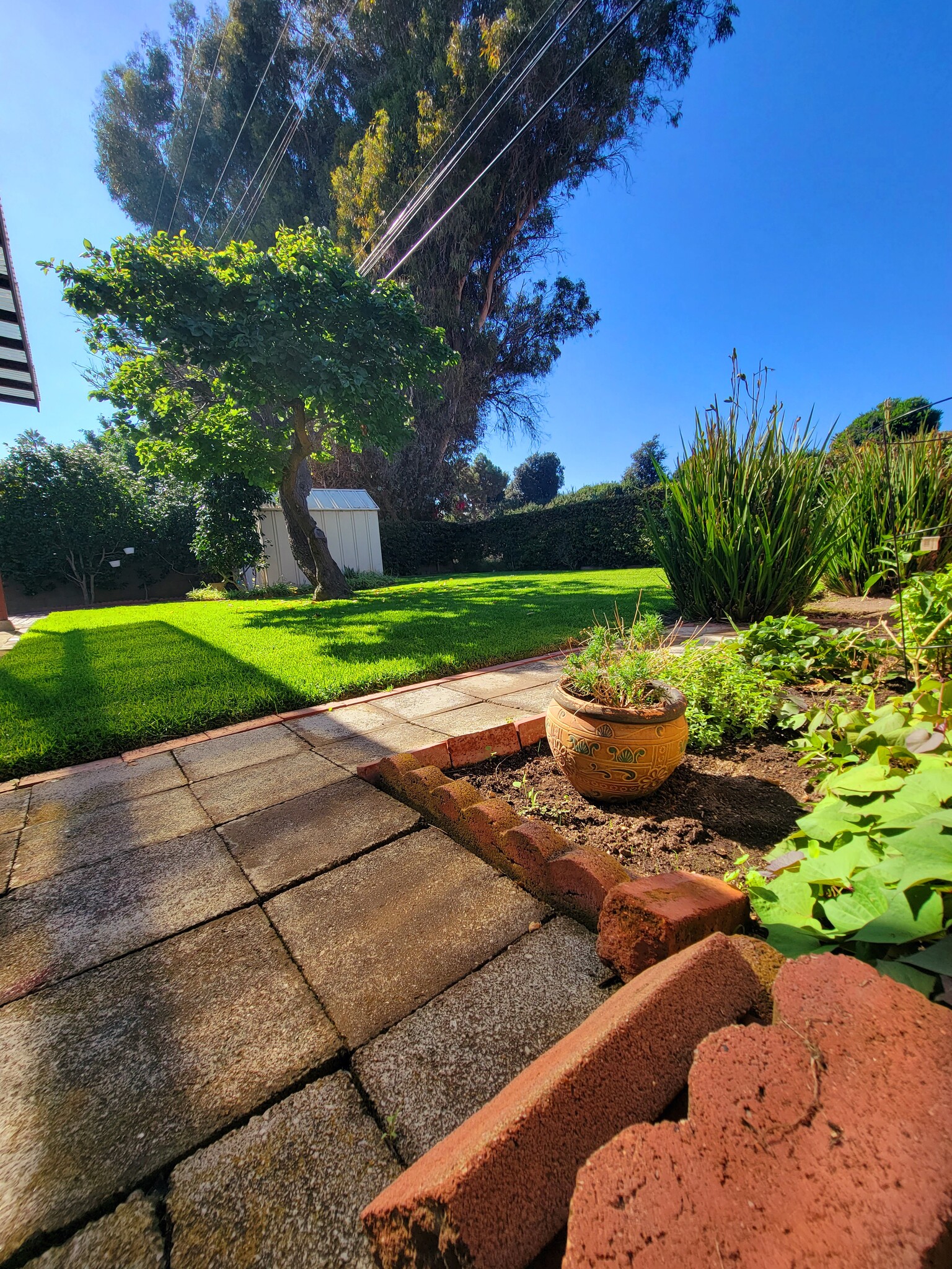 BACKYARD that gardener maintains - 12051 Alberta Dr