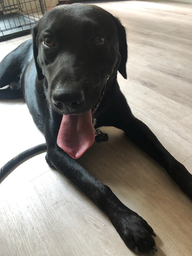 Pets ok - 1440 Veteran Ave