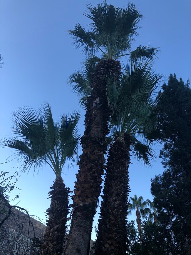 Palm Trees on Property - 835 N Rose Ave