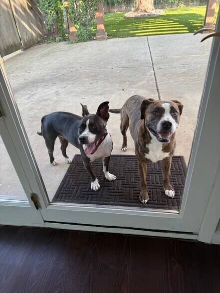 Owner's dogs share the backyard - 3925 Gaspar Dr