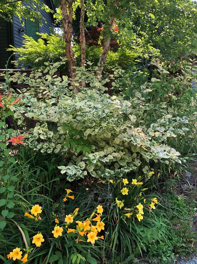 Plantings - 318 Oak Street