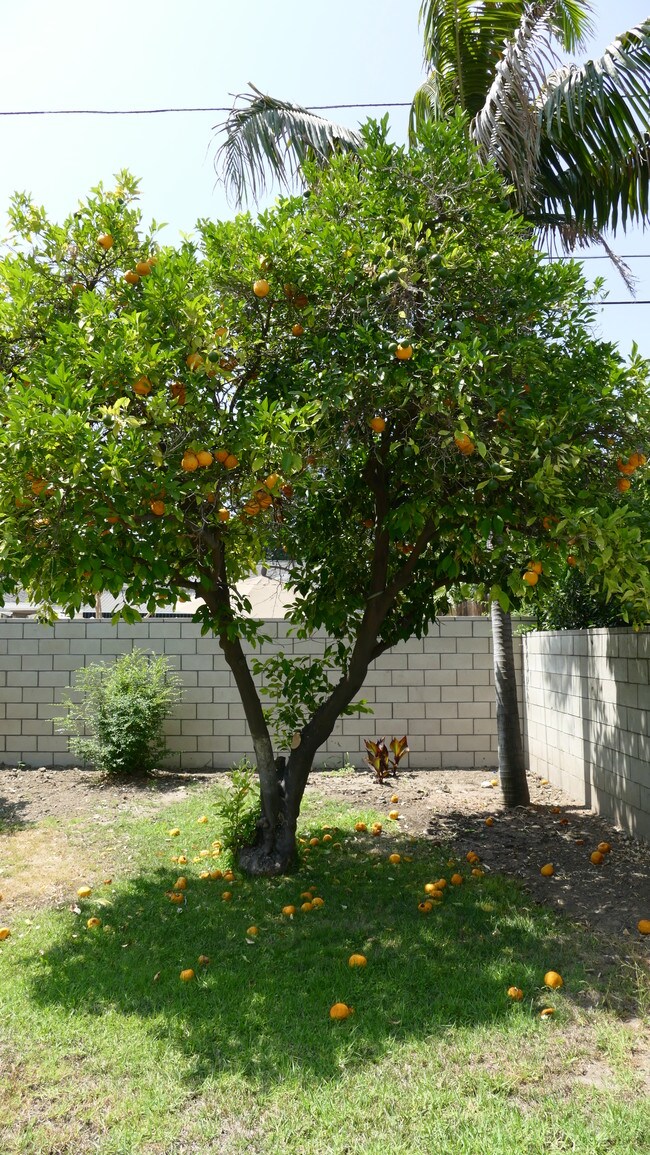 Fruit trees - 4715 Allott Ave