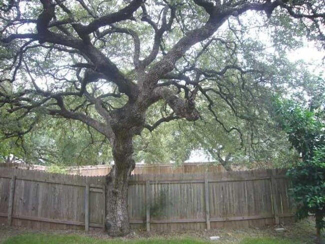 Building Photo - Cedar Park Beast
