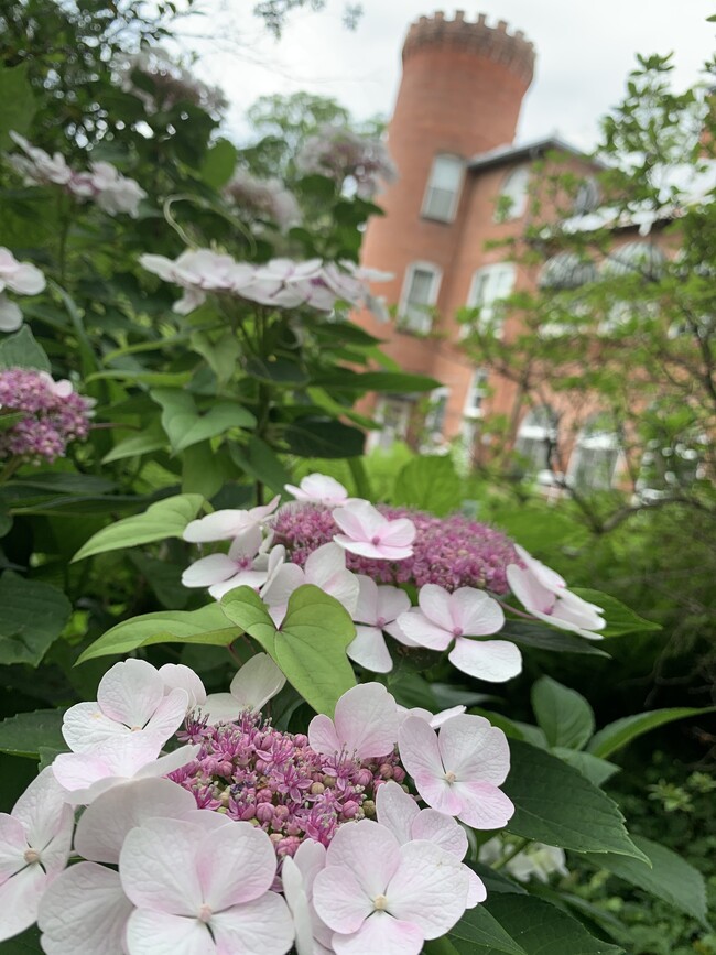 Hydrangeas - 1133 S Grand St