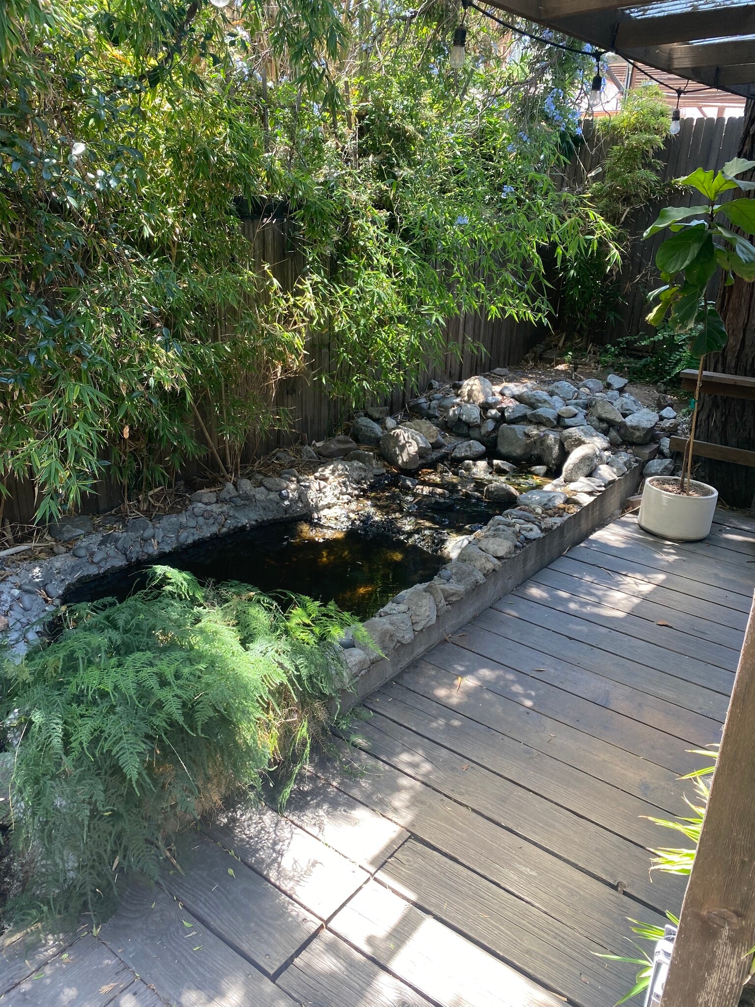 Koi pond - 2343 Yosemite Dr