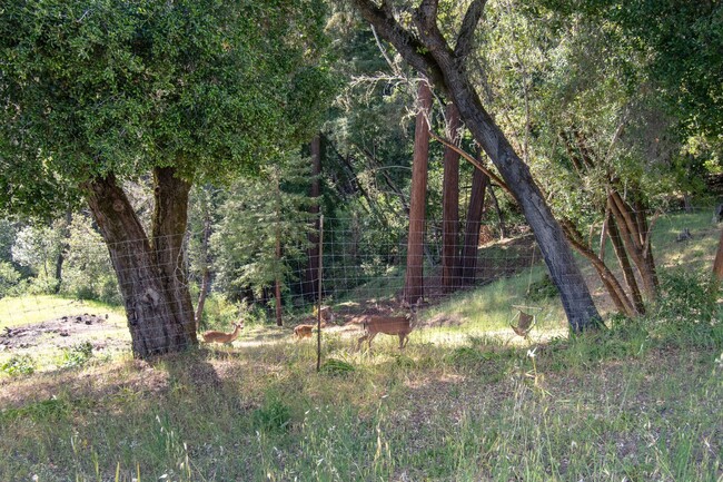 Building Photo - Beautiful Los Gatos Mountain Estate Retreat