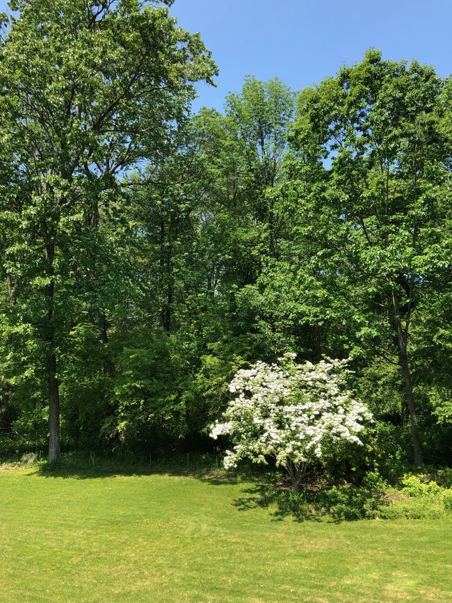 View from kitchen and bath - 399 Lowell Rd