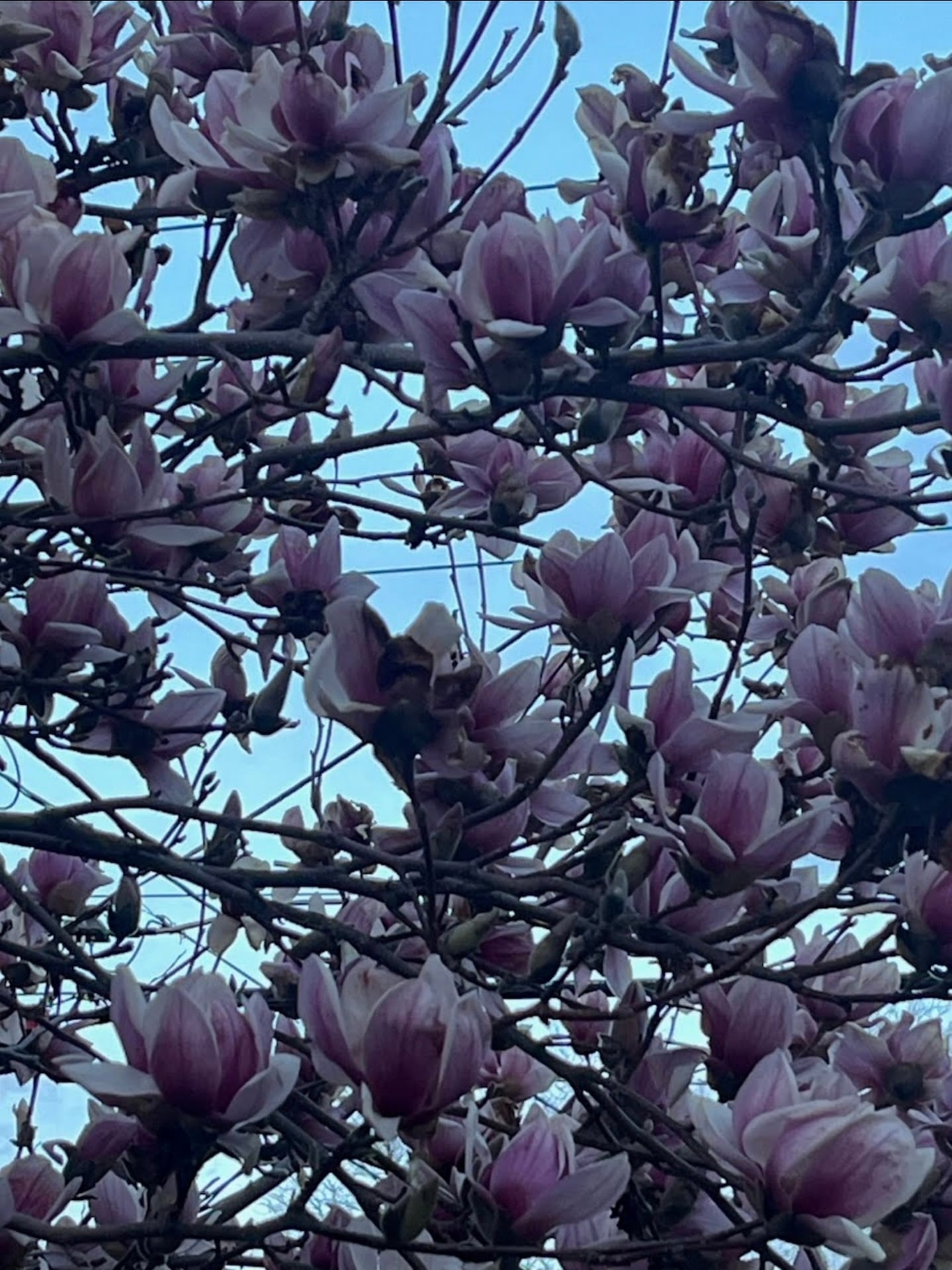 Building Photo - 2934 S Zurich Ct