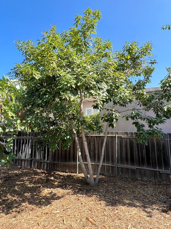 Building Photo - Charming Remodeled 2 Bed/1 Bath Home in Sa...