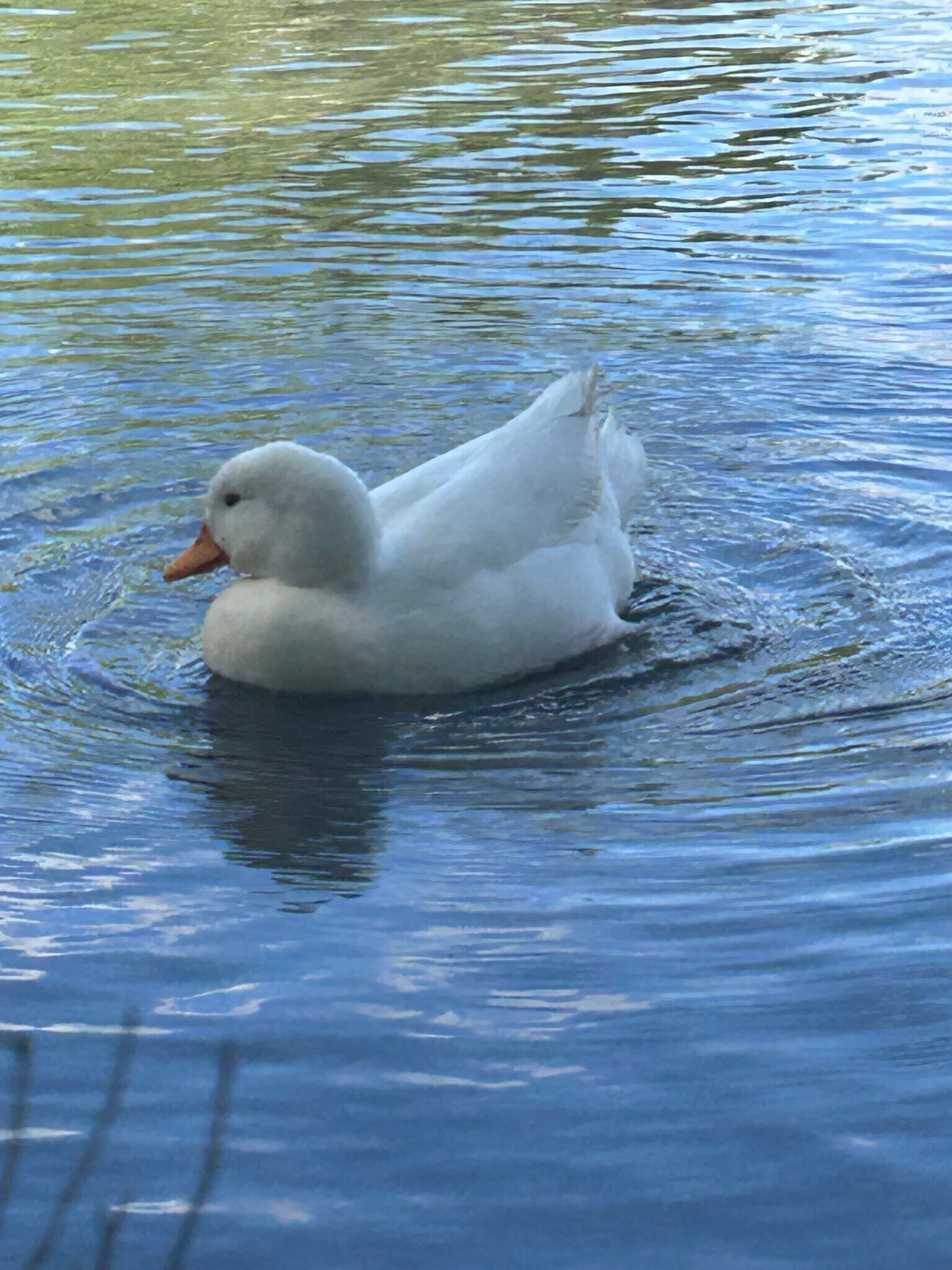 Building Photo - 12545 Louis Dr