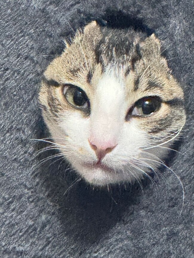 Building Photo - Gift yourself this 1st Floor Immaculate 1 bedroom for rent in Sunny Myrtle Beach SC!