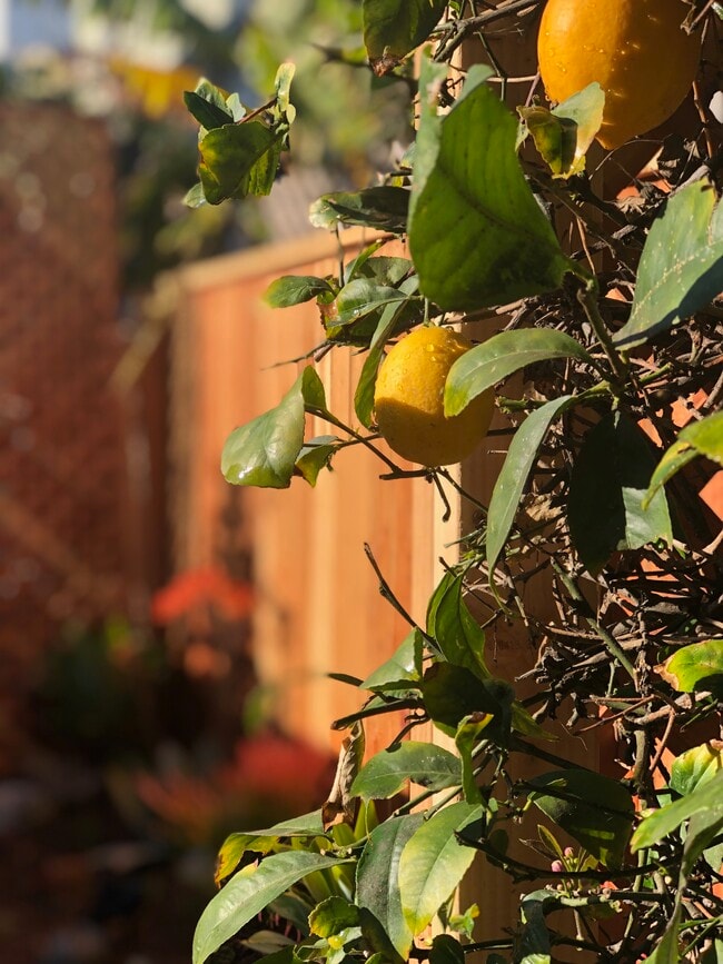Orange tree in your yard - 35 Dudley Ave