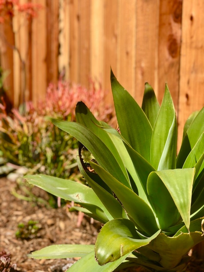 California Native plants - 35 Dudley Ave