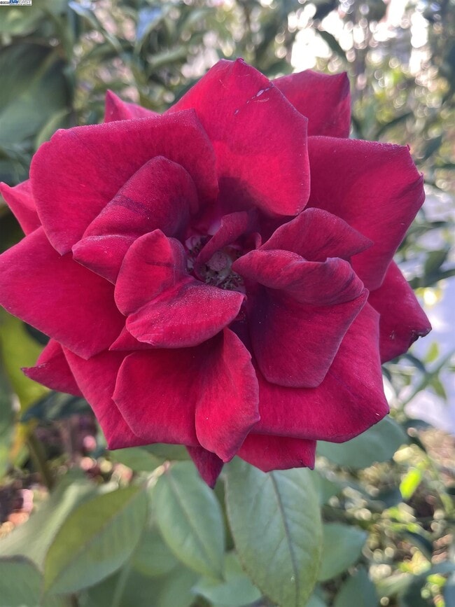 Building Photo - 1251 Burnett St