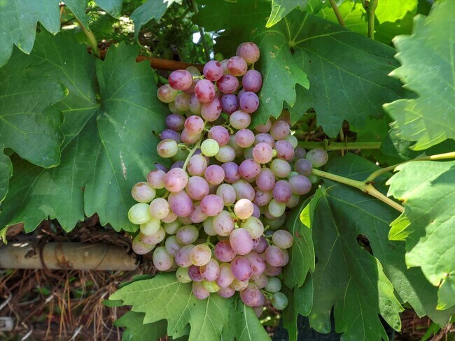 Grapevine on front fence - 3801 Legion Ln