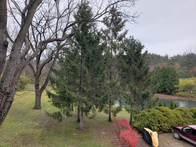 Back yard - 305 Judd Rd