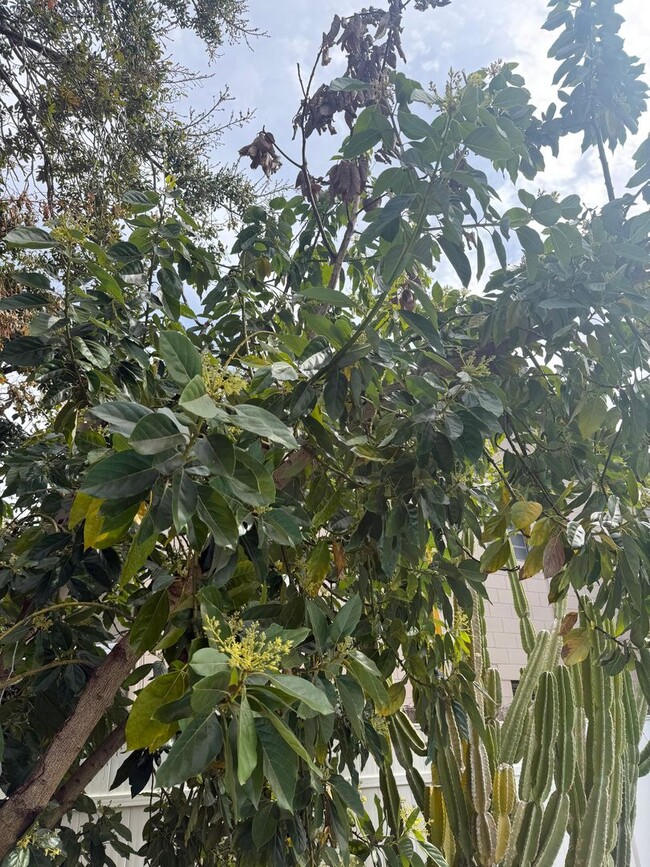 Building Photo - Charming Corner Lot Pool Home with Private Orchard Florida Living at Its Best – Pool, Privacy & P...