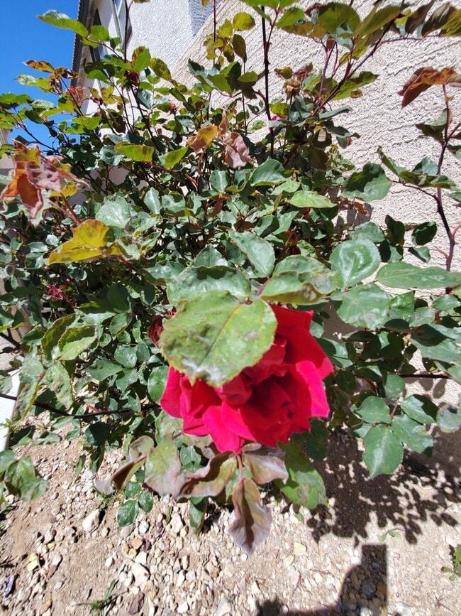 Building Photo - Summerlin 3/2.5 with huge loft