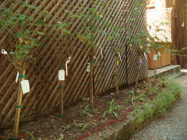 Rose Garden - 1841 Pool Rd