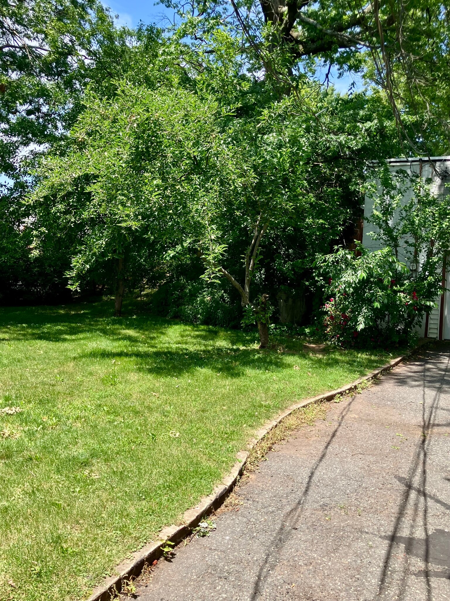 BACK YARD - 141 Dunbar Ave