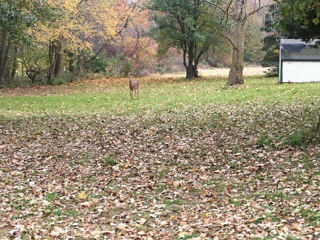 Deer visiting, no hunting - 585 110th Ave