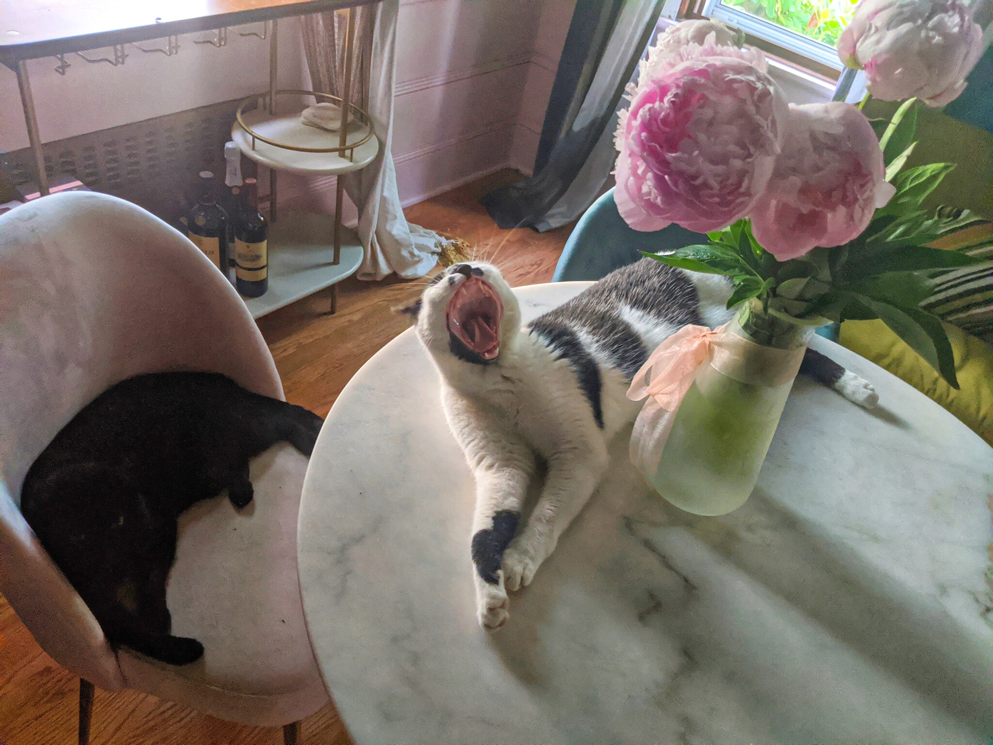 Cat-Friendly - 557 Park Rd