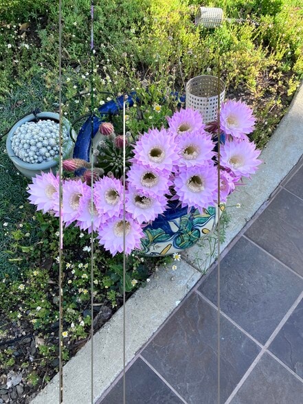 Building Photo - 21260 Almaden Rd