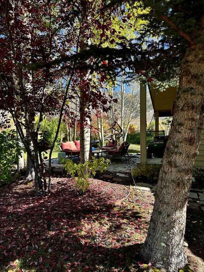 Side view of main backyard patio - 1525 W Pinto Dr