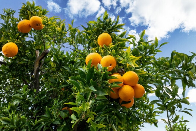 Building Photo - 875 Brittany Ln