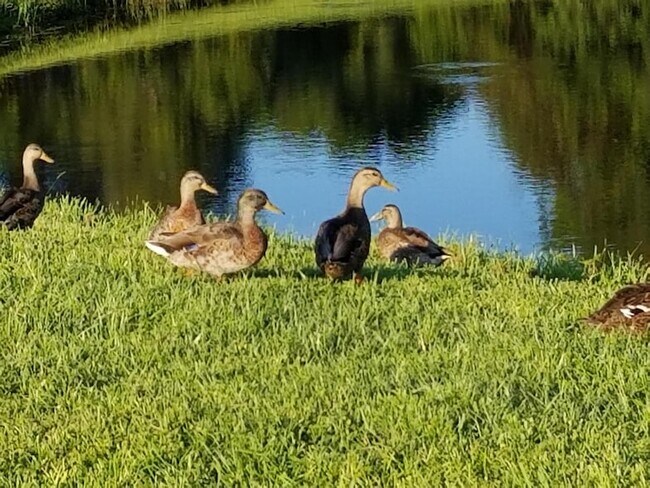 Building Photo - 237 N Hidden Tree Dr