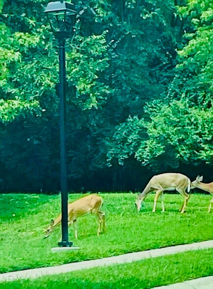 Condominium is located is peaceful park area inhabited by deer squirrels and birds - 10506 Weymouth St