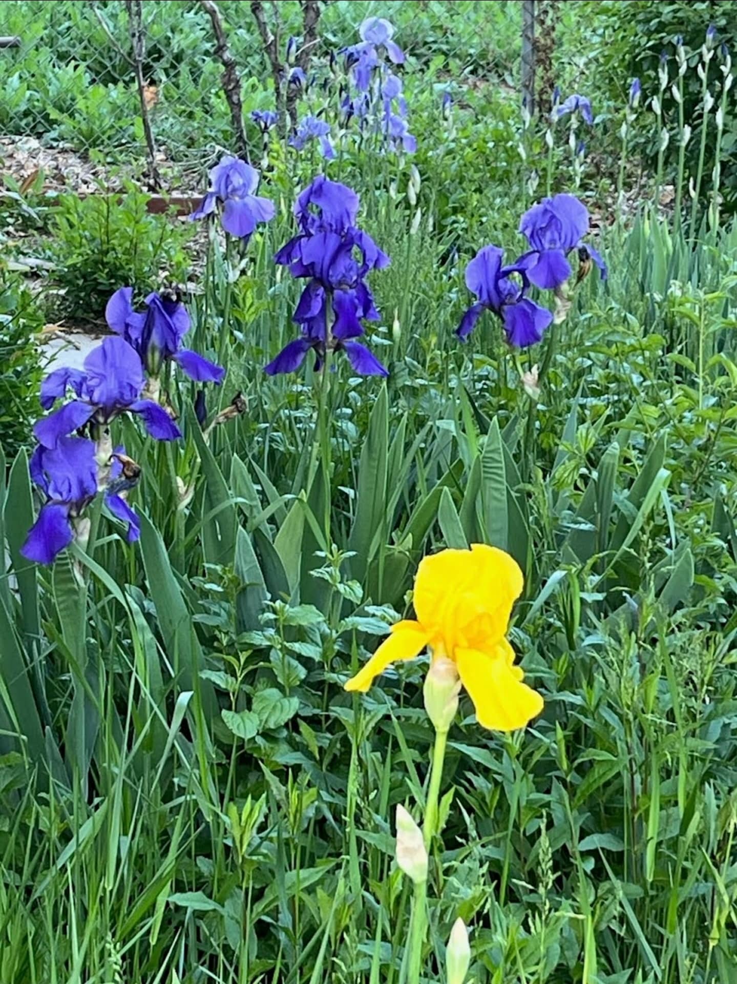 Building Photo - 2934 S Zurich Ct