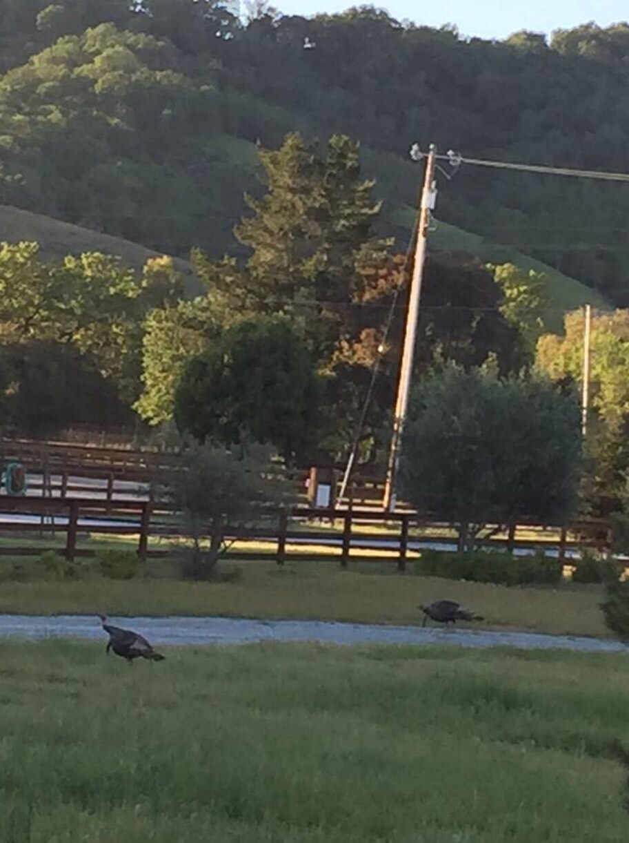 Wildlife - 9385 Burchell Rd